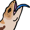 lizard